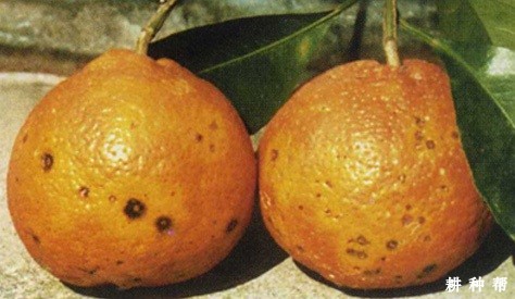 柑橘黑斑病如何防治?附图片 柑橘黑斑病如何防治?附图片