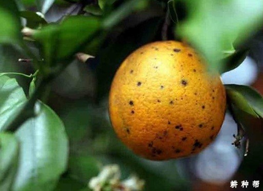柑橘黑斑病如何防治?附图片 柑橘黑斑病如何防治?附图片