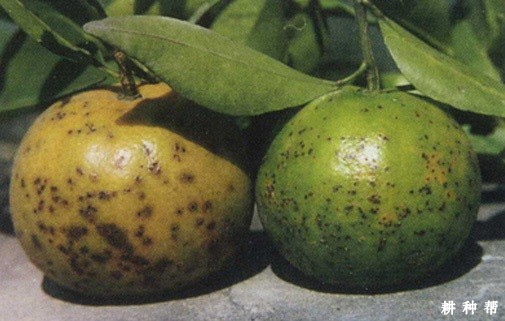 柑橘黑斑病如何防治?附图片 柑橘黑斑病如何防治?附图片