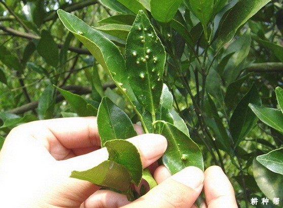 柑橘疮痂病如何防治？附图片