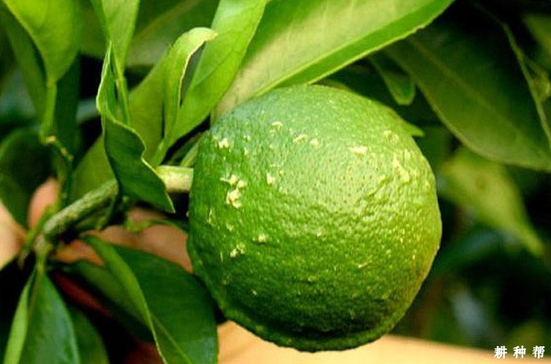 柑橘疮痂病如何防治？附图片