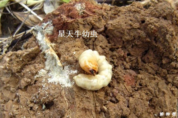 柑橘星天牛如何防治?附图片 柑橘星天牛如何防治?附图片