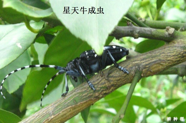 柑橘星天牛如何防治?附图片 柑橘星天牛如何防治?附图片