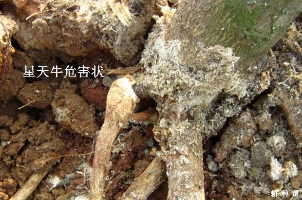 柑橘星天牛如何防治?附图片 柑橘星天牛如何防治?附图片