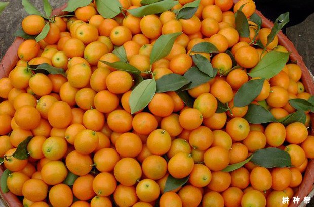 金桔有哪些功效与作用? 金桔有哪些功效与作用?