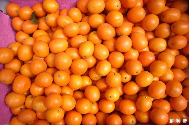 金桔有哪些功效与作用? 金桔有哪些功效与作用?