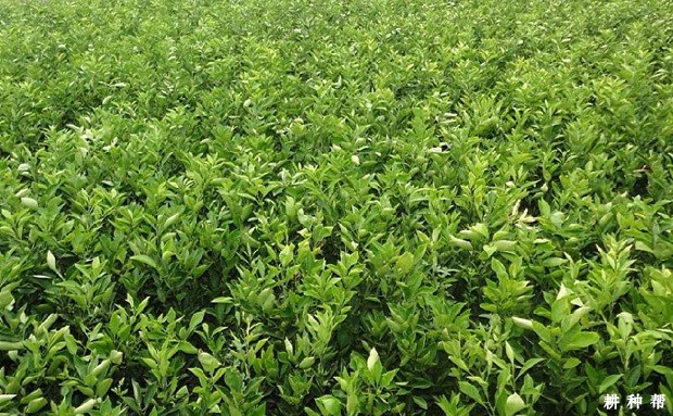 露地怎么培育柑橘嫁接苗? 露地怎么培育柑橘嫁接苗?