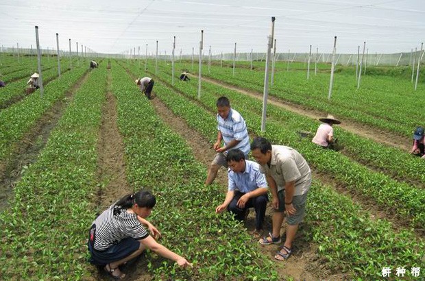 露地怎么培育柑橘嫁接苗? 露地怎么培育柑橘嫁接苗?