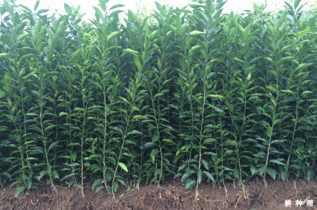 露地怎么培育柑橘嫁接苗? 露地怎么培育柑橘嫁接苗?