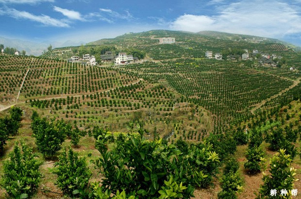 柑橘种植的条件是怎么样？