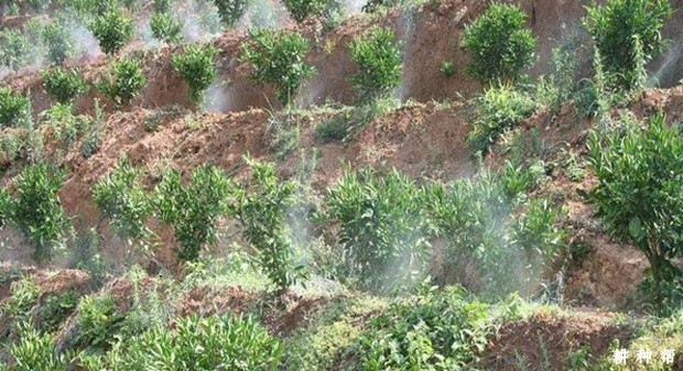 柑橘什么时候需要浇水? 柑橘什么时候需要浇水?