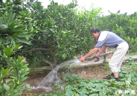 柑橘什么时候需要浇水? 柑橘什么时候需要浇水?