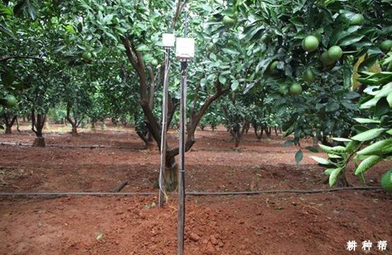 柑橘什么时候需要浇水? 柑橘什么时候需要浇水?