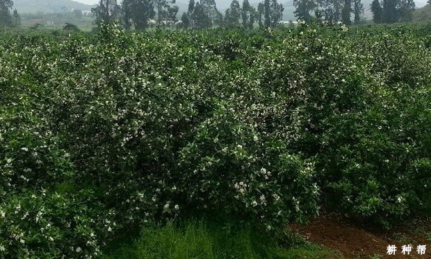 柑橘怎样疏花疏果? 柑橘怎样疏花疏果?