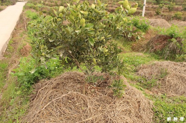 柑橘覆盖地膜有什么作用？