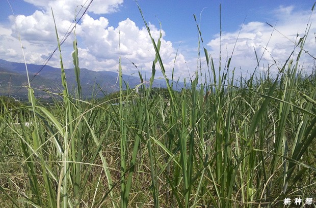 甘蔗粘虫如何防治?附图片 甘蔗粘虫如何防治?附图片