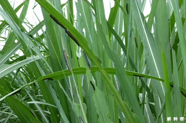 甘蔗粘虫如何防治?附图片 甘蔗粘虫如何防治?附图片