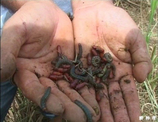 甘蔗粘虫如何防治?附图片 甘蔗粘虫如何防治?附图片