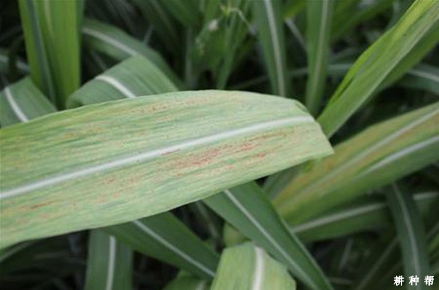 甘蔗花叶病如何防治？附图片