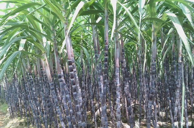 黑皮甘蔗品种好不好？