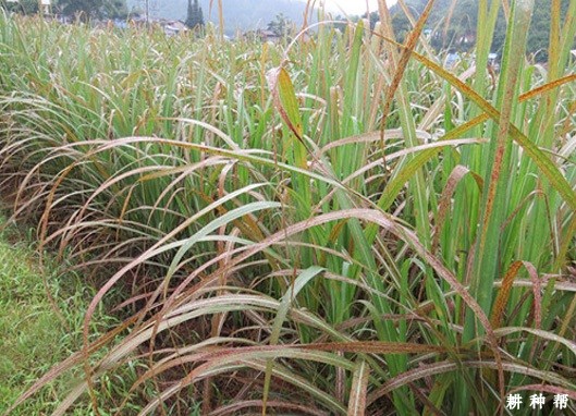 甘蔗锈病如何防治?附图片 甘蔗锈病如何防治?附图片