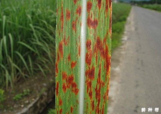 甘蔗锈病如何防治?附图片 甘蔗锈病如何防治?附图片
