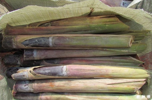 如何种植果蔗? 如何种植果蔗?