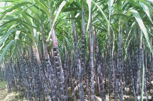 果蔗喷920(赤霉素)有什么作用? 果蔗喷920(赤霉素)有什么作用?