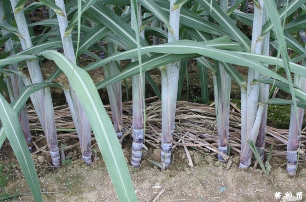 如何种植果蔗? 如何种植果蔗?