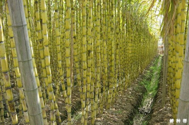 潭洲大蔗品种好不好? 潭洲大蔗品种好不好?