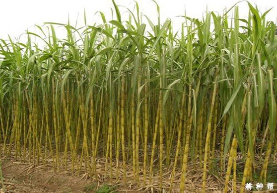 潭洲大蔗品种好不好? 潭洲大蔗品种好不好?