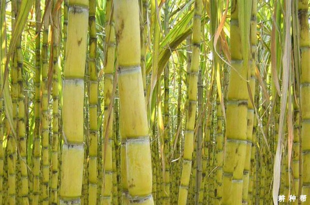 潭洲大蔗品种好不好? 潭洲大蔗品种好不好?