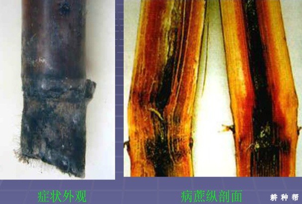 甘蔗凤梨病如何防治?附图片 甘蔗凤梨病如何防治?附图片