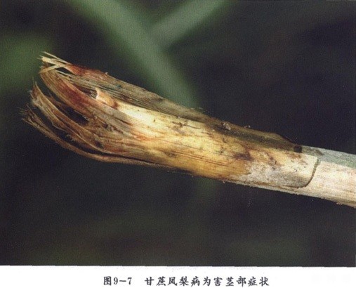 甘蔗凤梨病如何防治?附图片 甘蔗凤梨病如何防治?附图片