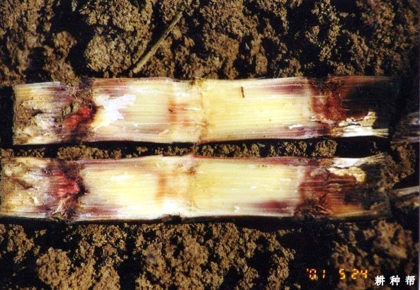 甘蔗凤梨病如何防治?附图片 甘蔗凤梨病如何防治?附图片