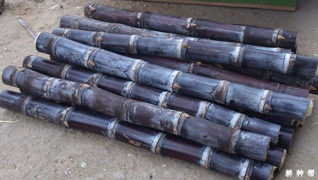 甘蔗有哪些功效与作用？