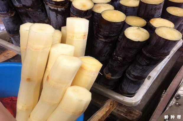 甘蔗含有哪些营养成分? 甘蔗含有哪些营养成分?