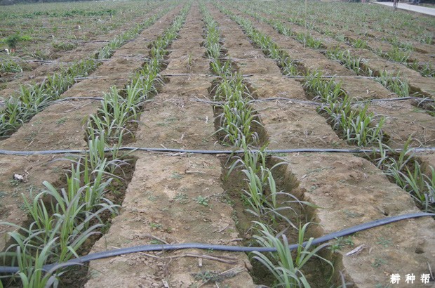 种植果蔗如何施肥? 种植果蔗如何施肥?