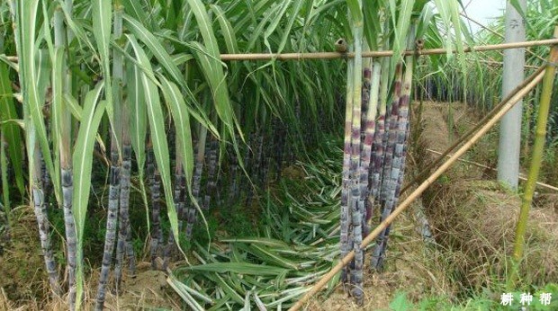 种植果蔗如何施肥? 种植果蔗如何施肥?