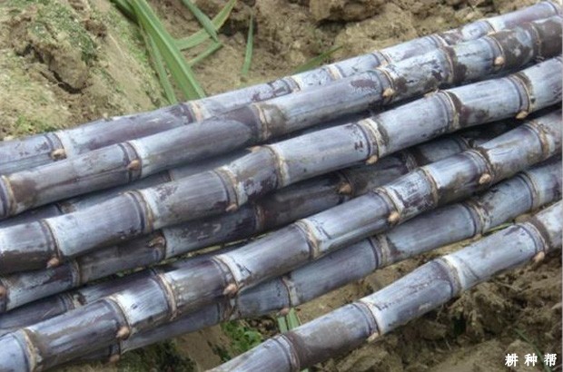 种植的果蔗为什么不甜? 种植的果蔗为什么不甜?