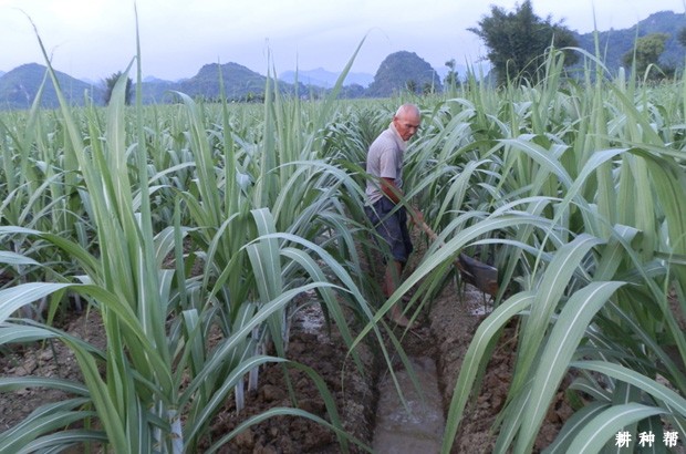 种植的果蔗为什么不甜? 种植的果蔗为什么不甜?