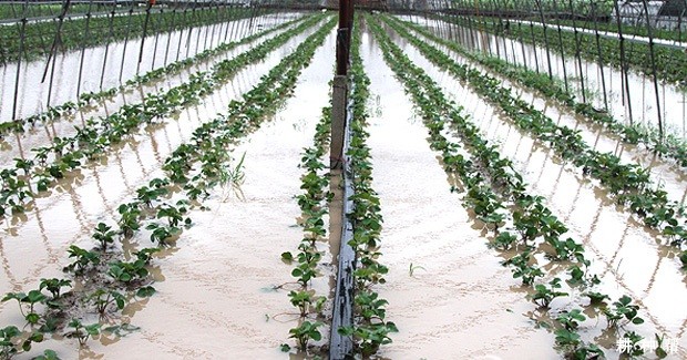 涝害对草莓有哪些危害? 涝害对草莓有哪些危害?