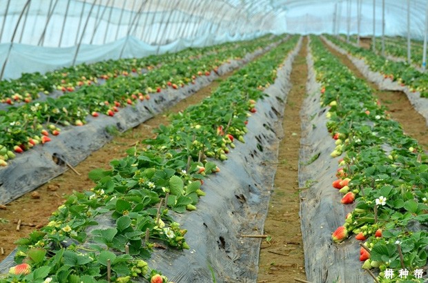 涝害对草莓有哪些危害? 涝害对草莓有哪些危害?