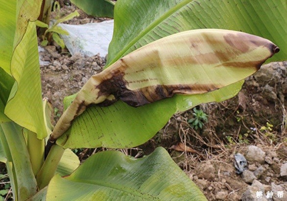 香蕉如何防寒？