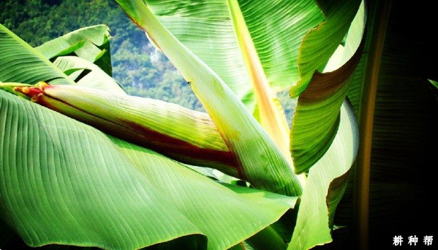 香蕉抽蕾后如何管理？