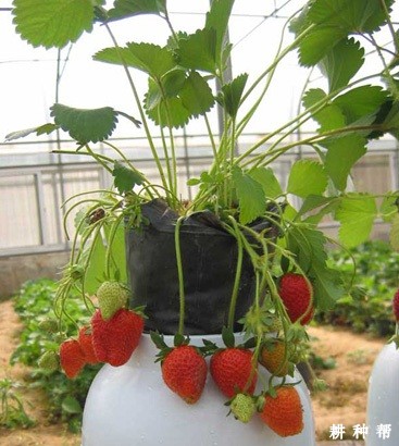 达赛莱克特草莓品种好不好? 达赛莱克特草莓品种好不好?