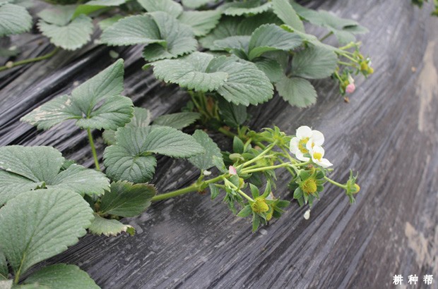 达赛莱克特草莓品种好不好? 达赛莱克特草莓品种好不好?