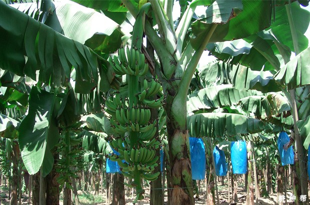 香蕉从开花到成熟要多久? 香蕉从开花到成熟要多久?