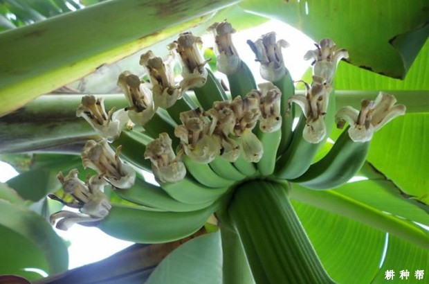 香蕉从开花到成熟要多久? 香蕉从开花到成熟要多久?