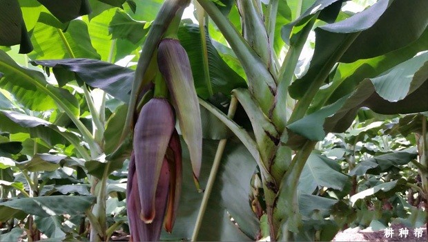 香蕉从开花到成熟要多久? 香蕉从开花到成熟要多久?